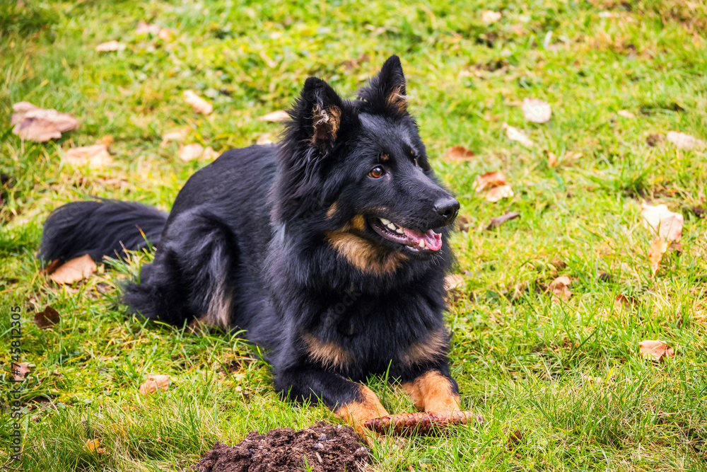 Young Bohemian shepherd lying on meadow with cone in paw. Young Bohemian shepherd lying on meadow with cone in paw.