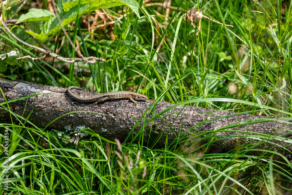 A common lizard is taking a sunbath A common lizard is taking a sunbath