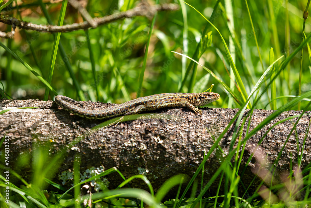 Fototapeta premium A common lizard is taking a sunbath