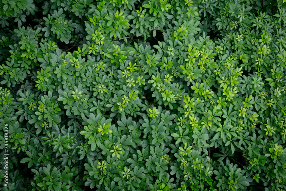 Green image of a tree planted as a bush in the garden. Looking at it, it feels comfortable and refreshing. It makes me feel close to nature and relieves fatigue.