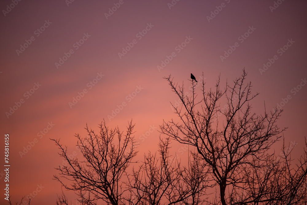 A lonely blackbird singing on the branch of a tall tree in the evening at sunset on a red hot sky background A lonely blackbird singing on the branch of a tall tree in the evening at sunset on a red hot sky background