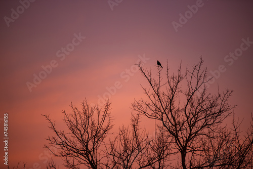 A lonely blackbird singing on the branch of a tall tree in the evening at sunset on a red hot sky background