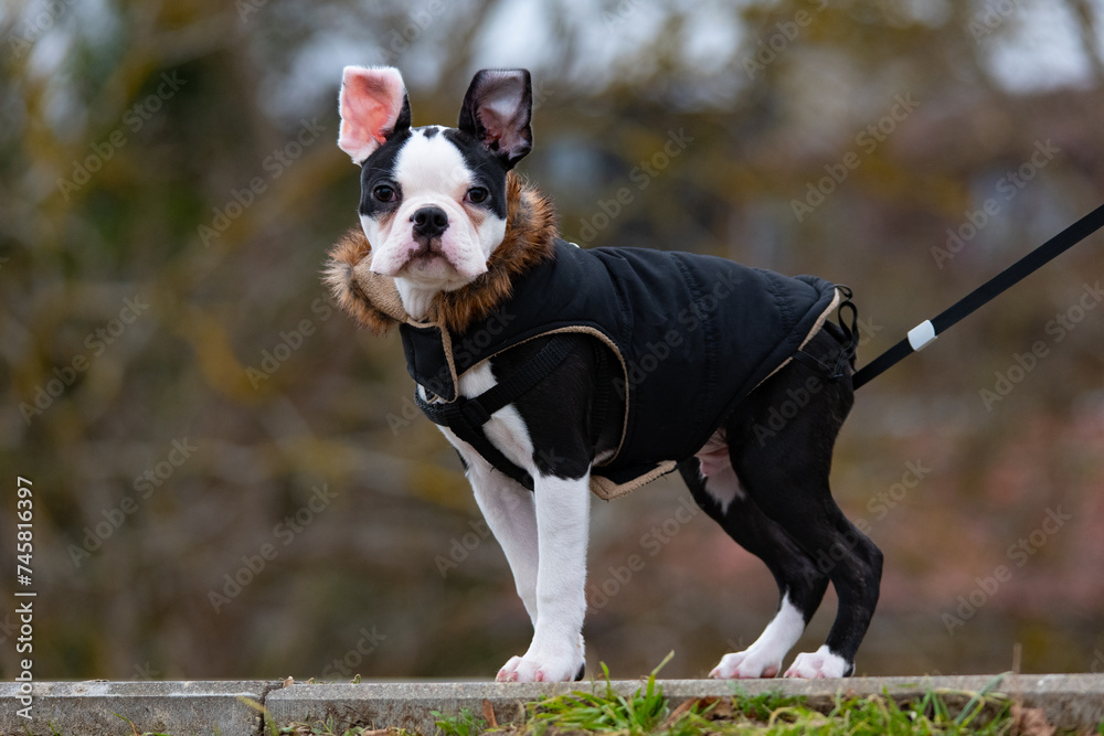 Adorable Boston Terrier puppy wearing a jacket outdoors in winter.