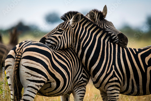 Zebras are African equines with distinctive black-and-white striped coats. plains zebra, E. quagga are found in Southern Africa, Serengeti, masai mara, kenya, Kruger park south africa 