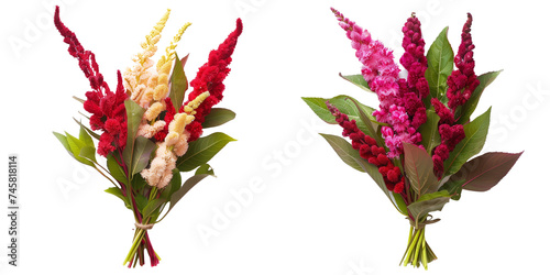 summer season flowers bouquet made with Celosia isolated on transparent background photo