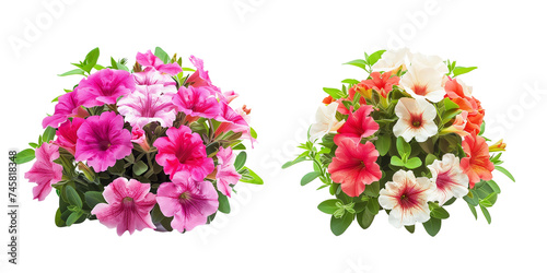 summer season flowers bouquet made with Petunias isolated on transparent background