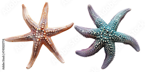 Set of colorful starfish, isolated on transparent background