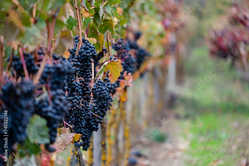 Autumnal vines near Cubillo de Ebro, Valderredible, Cantabria, Spain photo