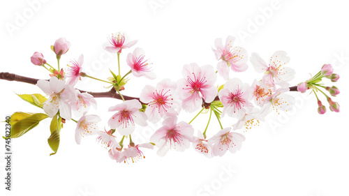 Seasonal floral branch made with fresh cherry blossom, isolated on transparent background