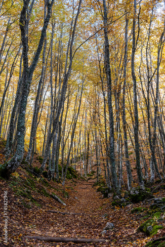 Tejeda de Tosande. Fuentes Carrionas Natural Park, Fuente Cobre- Palentina Mountain. Palencia,  Spain © Tolo