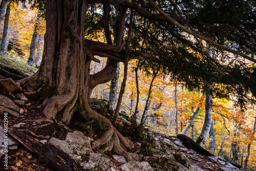 Centennial yews, Tejeda de Tosande. Fuentes Carrionas Natural Park, Fuente Cobre- Palentina Mountain. Palencia,  Spain photo