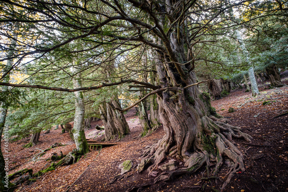 Centennial yews, Tejeda de Tosande. Fuentes Carrionas Natural Park, Fuente Cobre- Palentina Mountain. Palencia, Spain Centennial yews, Tejeda de Tosande. Fuentes Carrionas Natural Park, Fuente Cobre- Palentina Mountain. Palencia, Spain