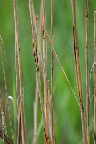 marco shot of brown reed grass and green background