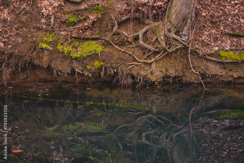 A small lake in the middle of the beech forest in the autumn season. Reflections in clear water at the end of the day A small lake in the middle of the beech forest in the autumn season. Reflections in clear water at the end of the day