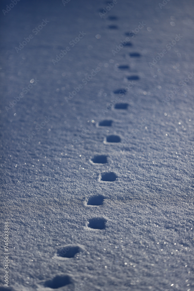 animal tracks in the snow animal tracks in the snow