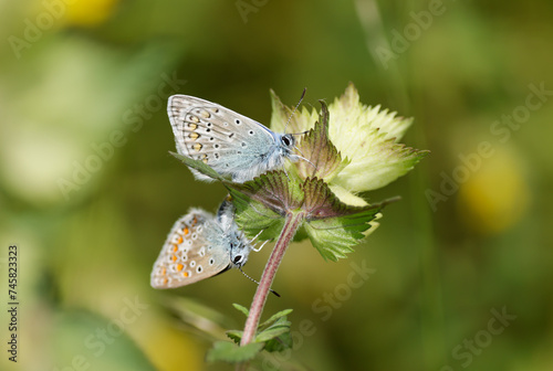 two mating lycaenidae blue butterflies © Marcel
