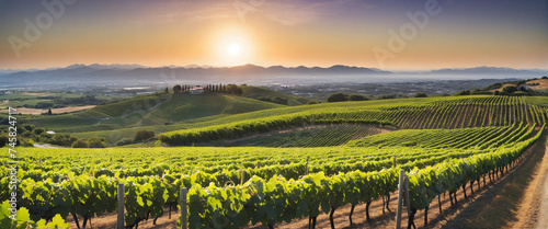 Black grape on vineyards background, winery at sunset, panoramic view banner.  © Fukurou