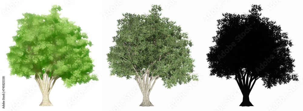 Fototapeta premium Set or collection of Japanese Pagoda trees, painted, natural and as a black silhouette on white background. Concept or conceptual 3d illustration for nature, ecology and conservation, strength, beauty