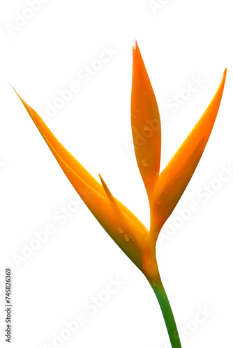 Bird-of-paradise orange flower brightness with droplets beautiful on isolated