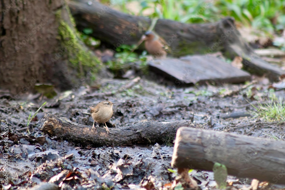 Wren (Troglodytes troglodytes) in the forest Wren (Troglodytes troglodytes) in the forest