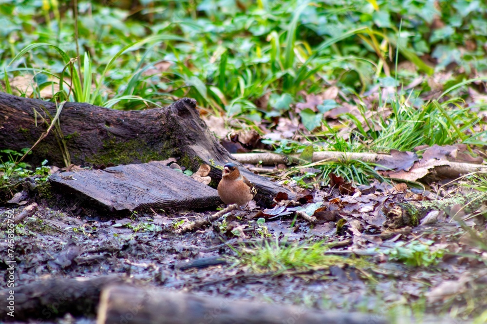 Finch (Fringilla coelebs) perched on the woodland floor Finch (Fringilla coelebs) perched on the woodland floor