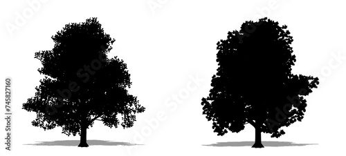 Set or collection of Granny Smith as a black silhouette on white background. Concept or conceptual vector for nature  planet  ecology and conservation  strength  endurance and  beauty