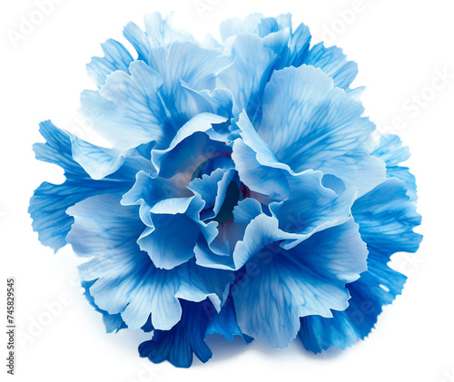 blue carnation isolated on transparent or white background, png, mockup 