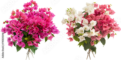 ummer season flowers bouquet made with Bee Bougainvillea isolated on transparent background