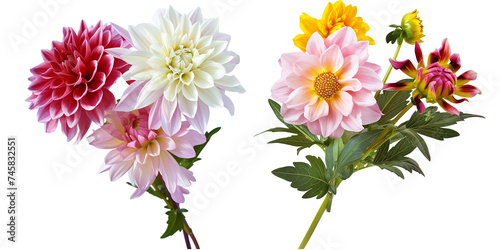 flowers bouquet made with Dahlias, isolated on transparent background photo