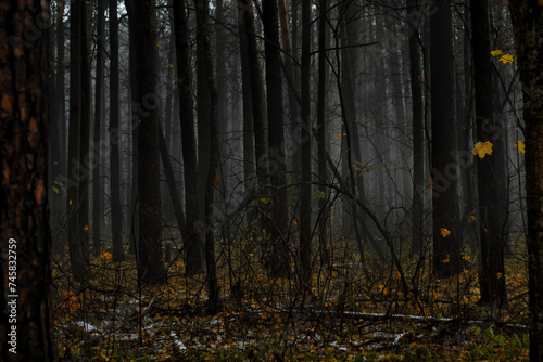 Bare tree trunks in the morning fog. Sad autumn landscape with a cold  autumn forest.