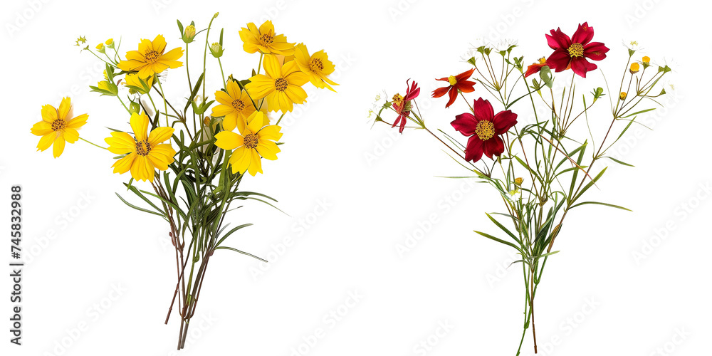 bouquet of Coreopsis flowers, isolated on transparent background