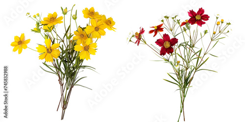 bouquet of Coreopsis flowers, isolated on transparent background photo