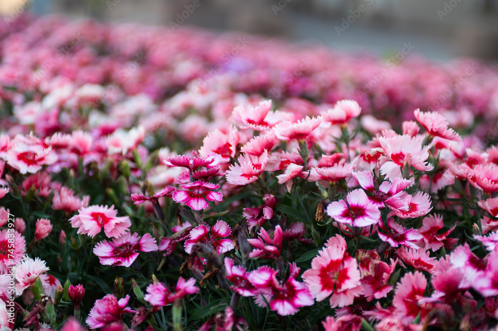 Fototapeta premium Carnation (Latin Dianthus) sort Raspberry Parfait. Flowers are in the city street in the flowerbed. Carnation is a genus of perennial plants of the Clove family (Caryophyllaceae). Gardening.