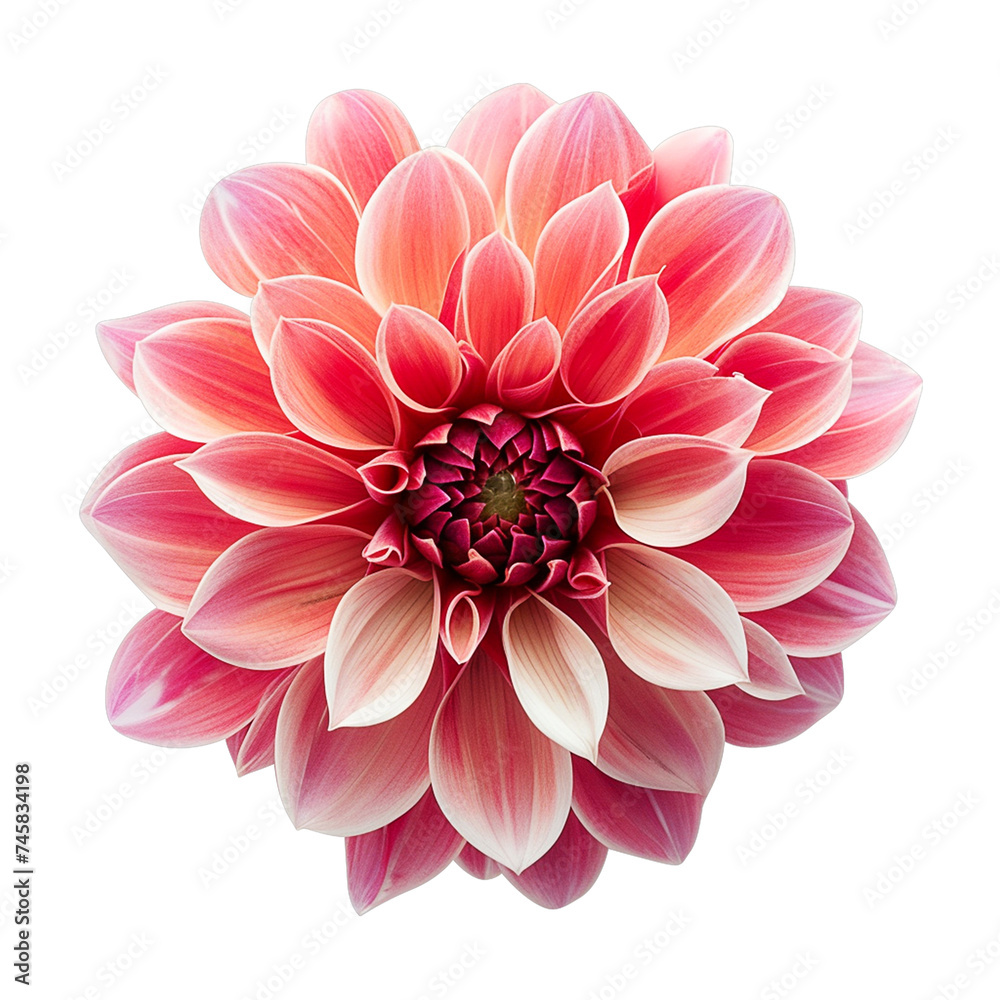 Fototapeta premium A flowers illustration realistic style. On transparent background. png.