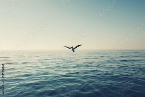 pelican gracefully glided above calm