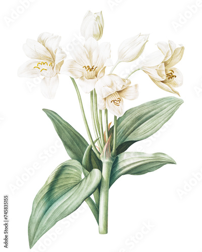 Bouquet of White Crinum Giganteum Flowers Illustration © Velanica