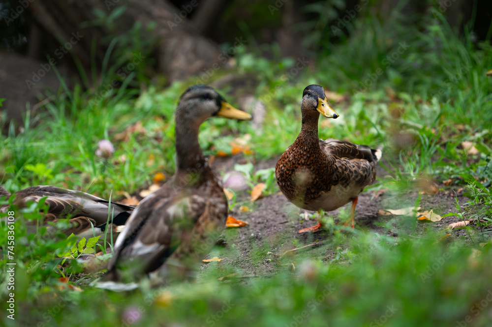 Two mallard female in the thickless on the lakeshore. Mallard or wild duck (Anas platyrhynchos) is duck that breeds throughout Americas, Eurasia, and North Africa. Most common and famous wild duck. Two mallard female in the thickless on the lakeshore. Mallard or wild duck (Anas platyrhynchos) is duck that breeds throughout Americas, Eurasia, and North Africa. Most common and famous wild duck.