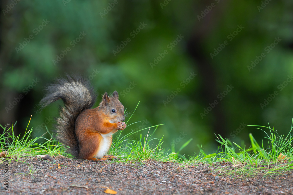 A small red squirrel (Sciurus Linnaeus) sits on the lawn in the park by the path and eats a nut holding it in its front paws. The blurred greenery of the park is in the background
