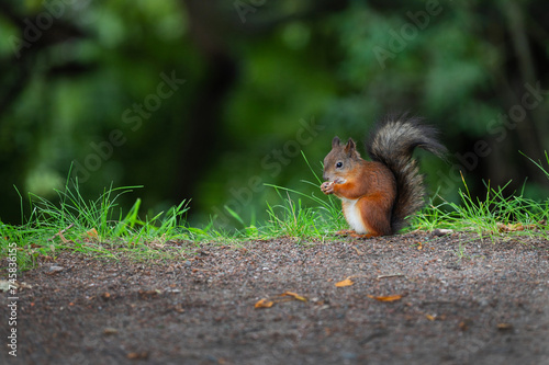 A small red squirrel (Sciurus Linnaeus) sits on the lawn in the park by the path and eats a nut holding it in its front paws. The blurred greenery of the park is in the background