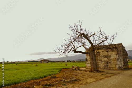 Higeras Centenarias - Islas Baleares
Arboles Frutales- Casas centenarias de Mallorca
Campos Sa Pobla