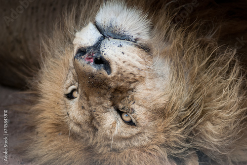 African lion (Panthera leo) resting under the truck in Ngorongoro conservation area (crater), Tanzania photo