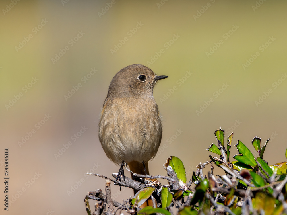 木にとまるジョウビタキのメス 木にとまるジョウビタキのメス