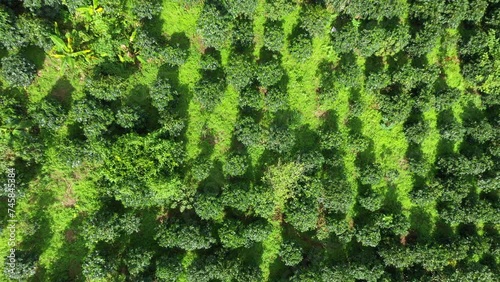 Aerial coffee plantation top view of Coffee tree on sunny day in farm agriculture area chiang mai pha daeng Thailand, แoffee garden. agricultural concept, 4k Video photo