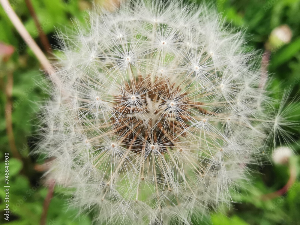 Closeup of white dandelion seeds against green grass background