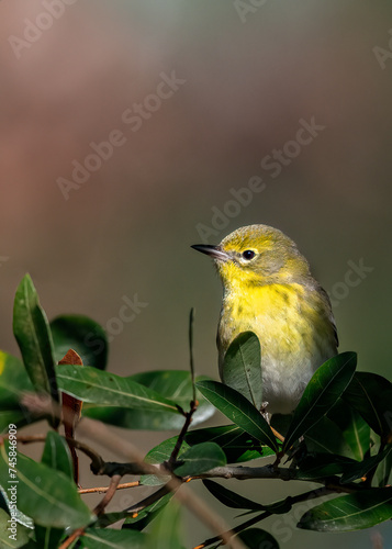 Pine warbler perched amongst leaves with blurred background © nsc_photography