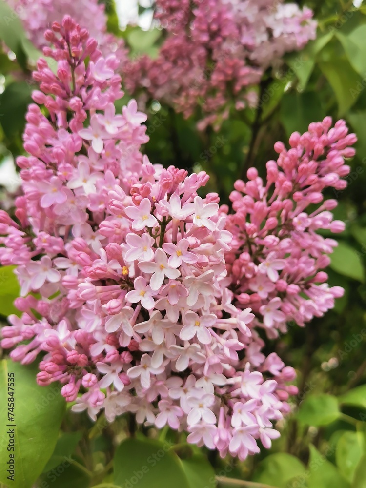 Pink flowers on a lilac bush on a background of green leaves