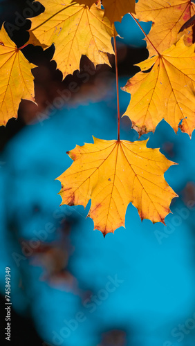 Yellow autumn leaves and black trunks against a blue sky.