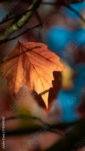 Yellow autumn leaves and black trunks against a blue sky.
