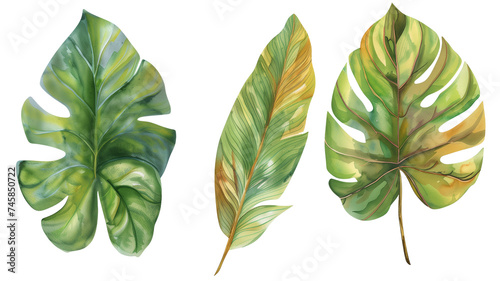 set of watercolor tropical leaves, isolated on transparent background