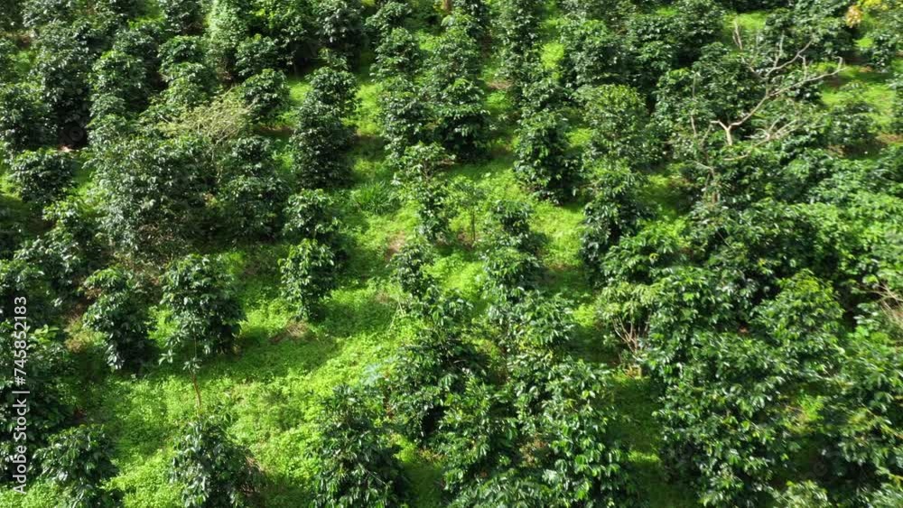 Aerial coffee plantation top view of Coffee tree on sunny day in farm agriculture area chiang mai pha daeng Thailand, แoffee garden. agricultural concept, 4k Video Aerial coffee plantation top view of Coffee tree on sunny day in farm agriculture area chiang mai pha daeng Thailand, แoffee garden. agricultural concept, 4k Video